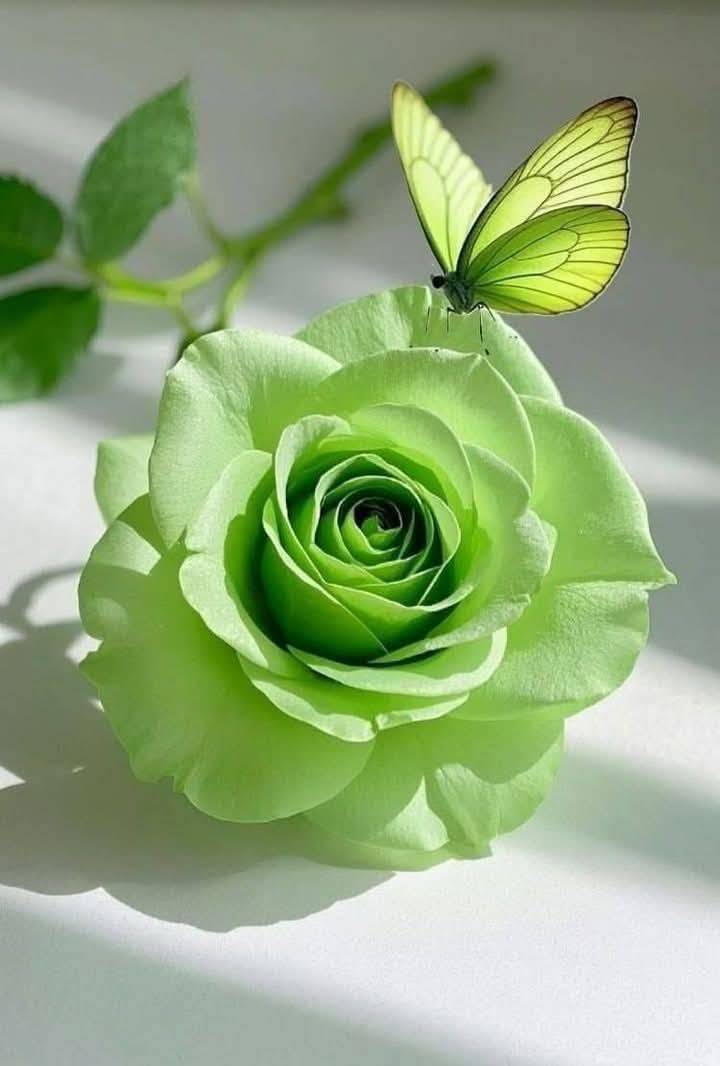 pach_nid's tweet photo. #rose!!(morning) https://t.co/QN5KlYXB2h