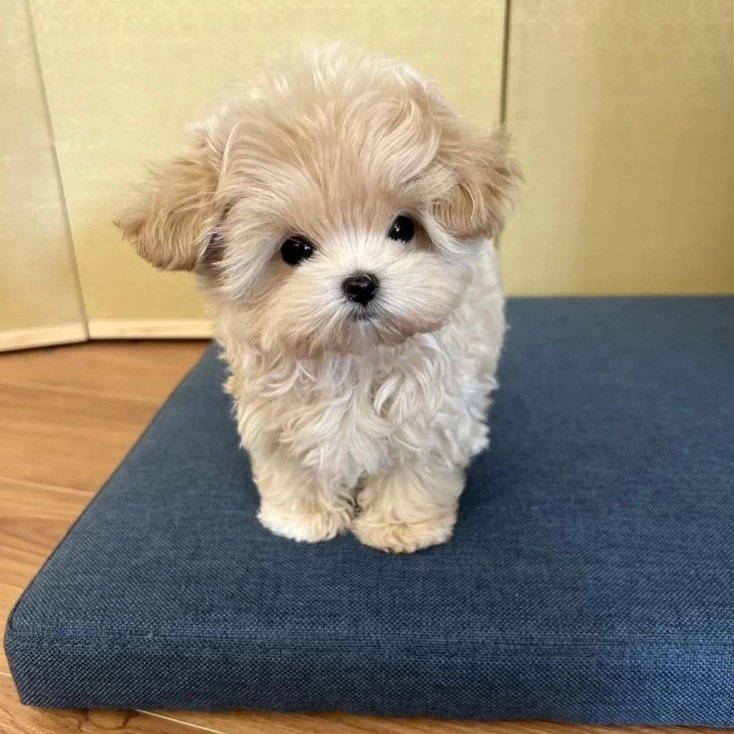 vinezelo's tweet photo. Whom would you like to make your pet? https://t.co/ZukmSlZBwK