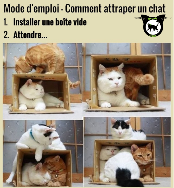 BeguinChat's tweet photo. 😂🤣😂😋
 
 #chat #chats #chaton #chatons #funnycat #funnycats #felin #gato #gatos #gatto #minet #bouledepoil #kitten #kitty #mdr #lol #marrant #humourchat #humourchats #chatdrole #katze #rigolo #marrant https://t.co/b7gTDeepju