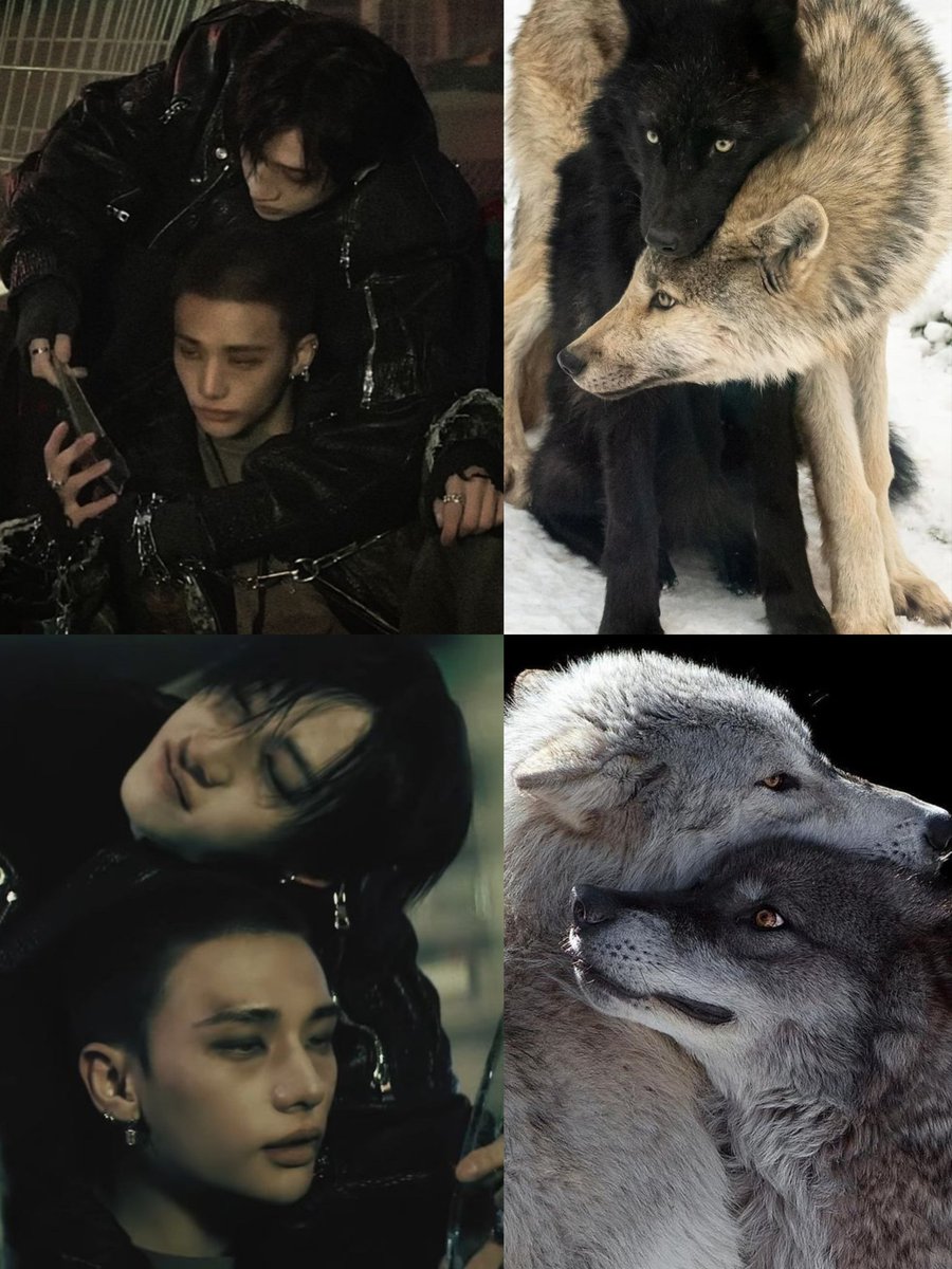 haraalvi's tweet photo. "It is especially common between closely bonded wolves and mated pairs" 

no wonder hyunchan https://t.co/y8Y1AQvm16