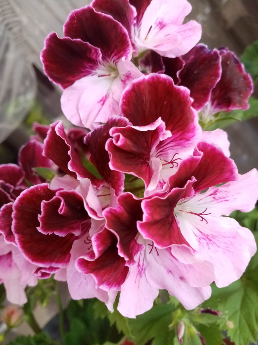 serdaraydin70's tweet photo. Balkonumuzdaki Hortus Florum... ❤️🙏🥰 Üretici Emek by Nuray... Foto by Serdar https://t.co/oGyPVTEfAd