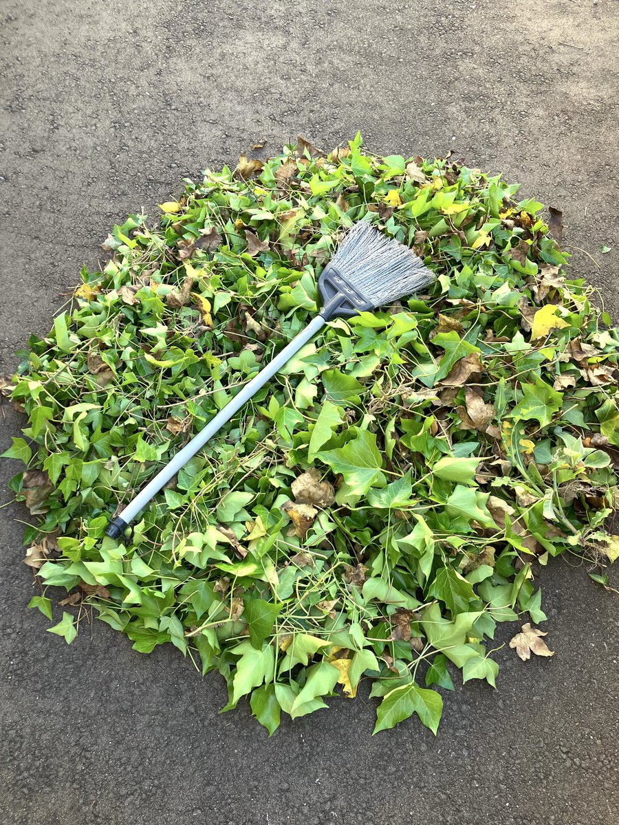 atelierant's tweet photo. 庭の手入れ✂️🧹
アイビーが伸びすぎたので
刈り取ったら、すごい量に😀

30リットルのゴミ袋一枚にちゃんと収まった❗️ https://t.co/4g4Pj2SJ5N
