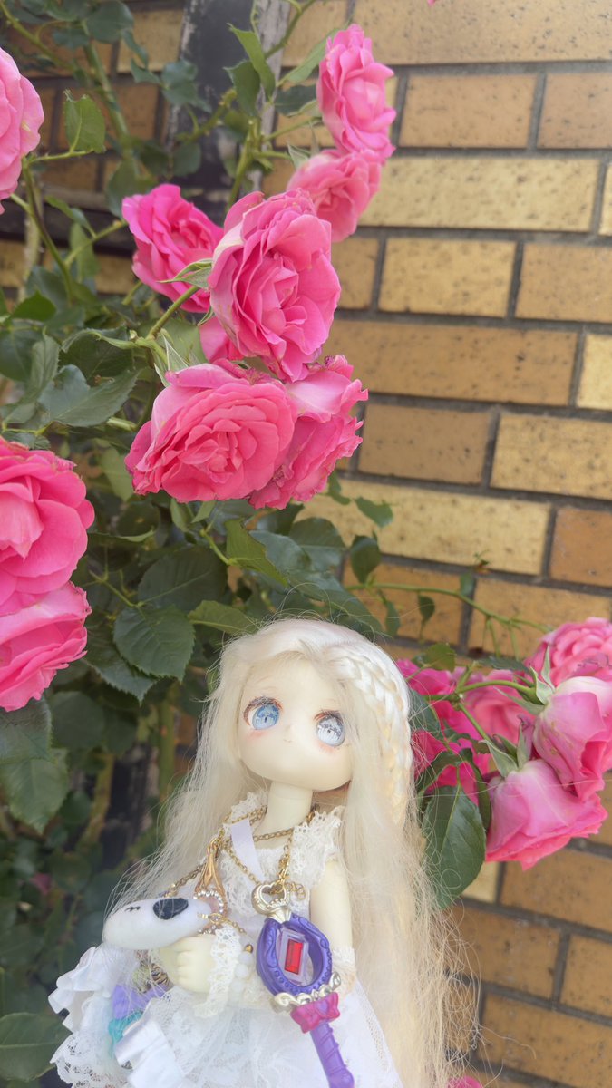 お昼休みに一枚だけドールの写真をはろう