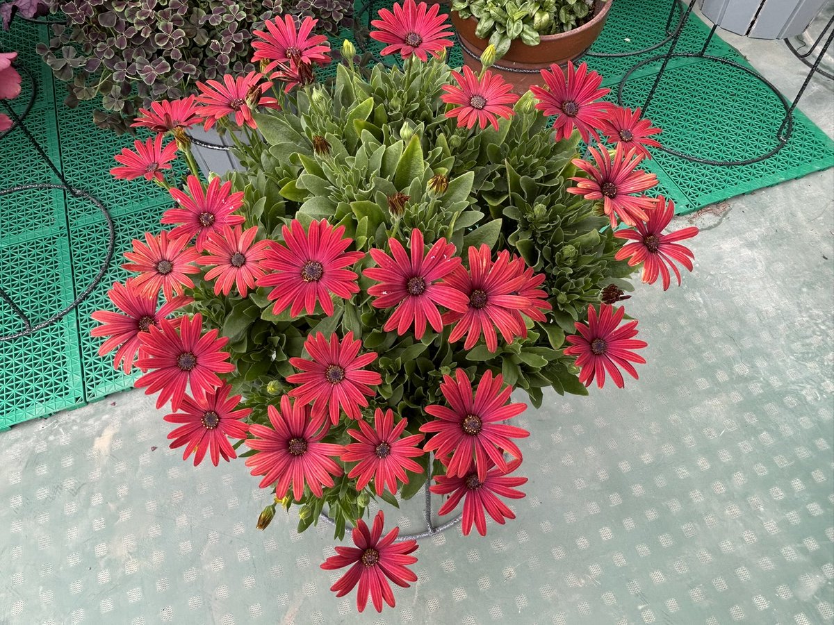 ppr1011's tweet photo. ペチュニア ジュリエット モダンホワイトとオステオスペルマム アキラのレッド🌺
昨夜の台風の風によく耐えてくれました。

今、台風が通ってる地域の方、進路に当たっている皆様、くれぐれもご注意ください。 https://t.co/6OnMgysNzh
