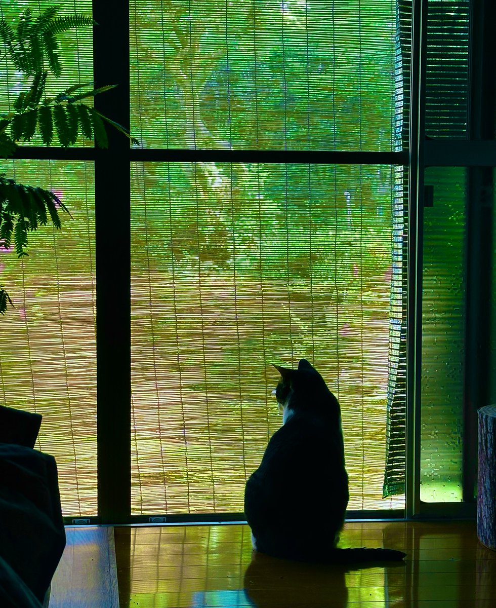 aoneconeoa's tweet photo. 風が強くてすごく涼しい

#猫
#猫のいる暮らし https://t.co/DMceS8lXP2