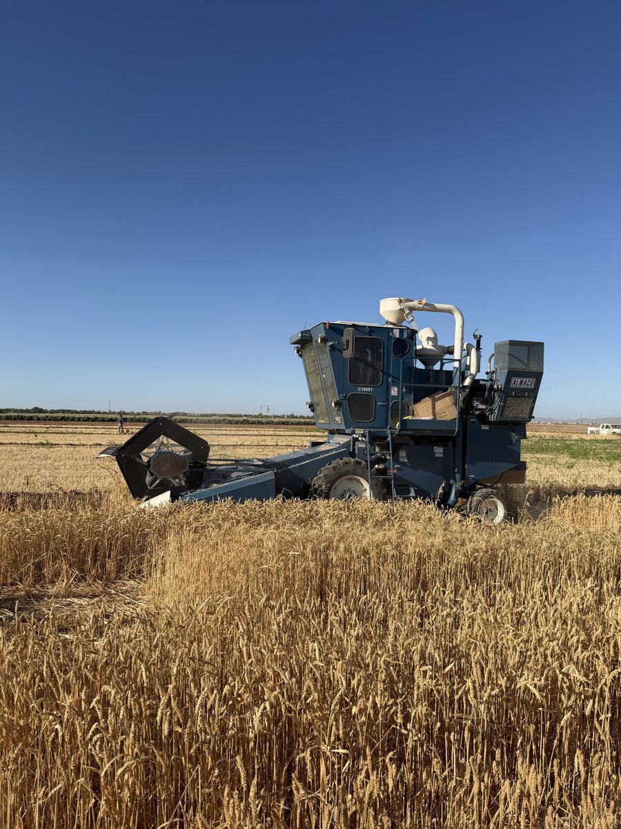 UA_SINGHLAB's tweet photo. Successfully harvested #SmallGrainVariety trial (#wheat #Barley and #Triticale)! Thanks to @UAZCoopExt team the assistance https://t.co/zQpo9zpgae