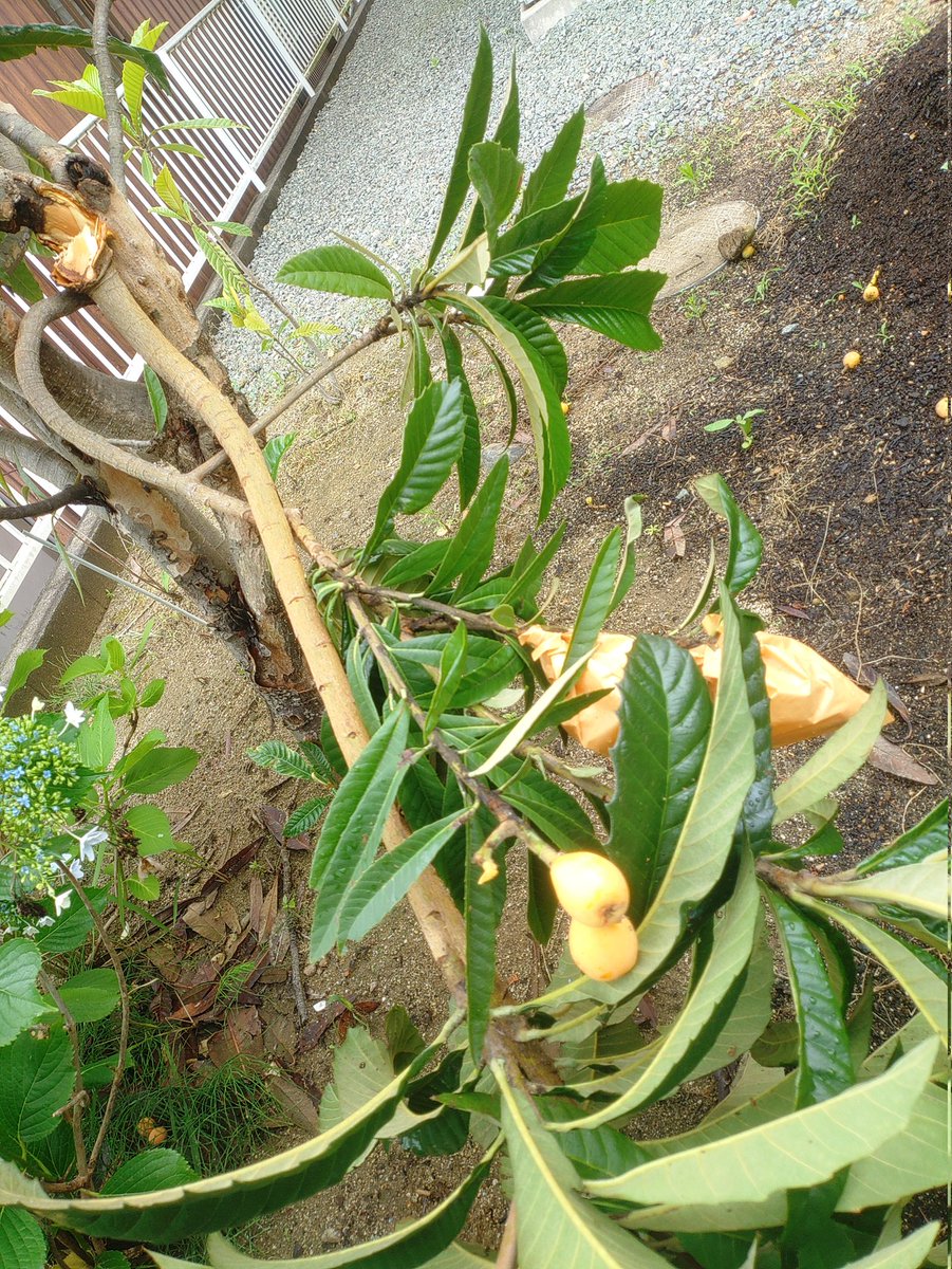 tab_0's tweet photo. 台風の風で庭の枇杷の枝が折れてた。
勿体ないので折れた枝になってた枇杷の実食べてみたけど、やっぱりまだ熟してなくてちょっと酸っぱい。 https://t.co/Ex5tiElkc4