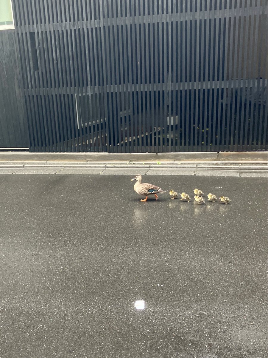 Takuma__Gt's tweet photo. そろそろ雨脚弱まったかなと外出たら、道端にカルガモの親子が
増水で避難してきたんかな。。 https://t.co/s5A7MfQDpS