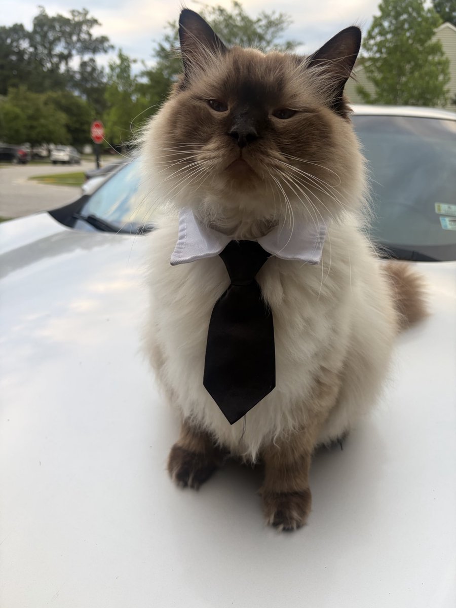 PeterLee843's tweet photo. A little photo shoot of Dexter with his tie this boy is a natural 😂 😂 https://t.co/DUHWIP8mG4