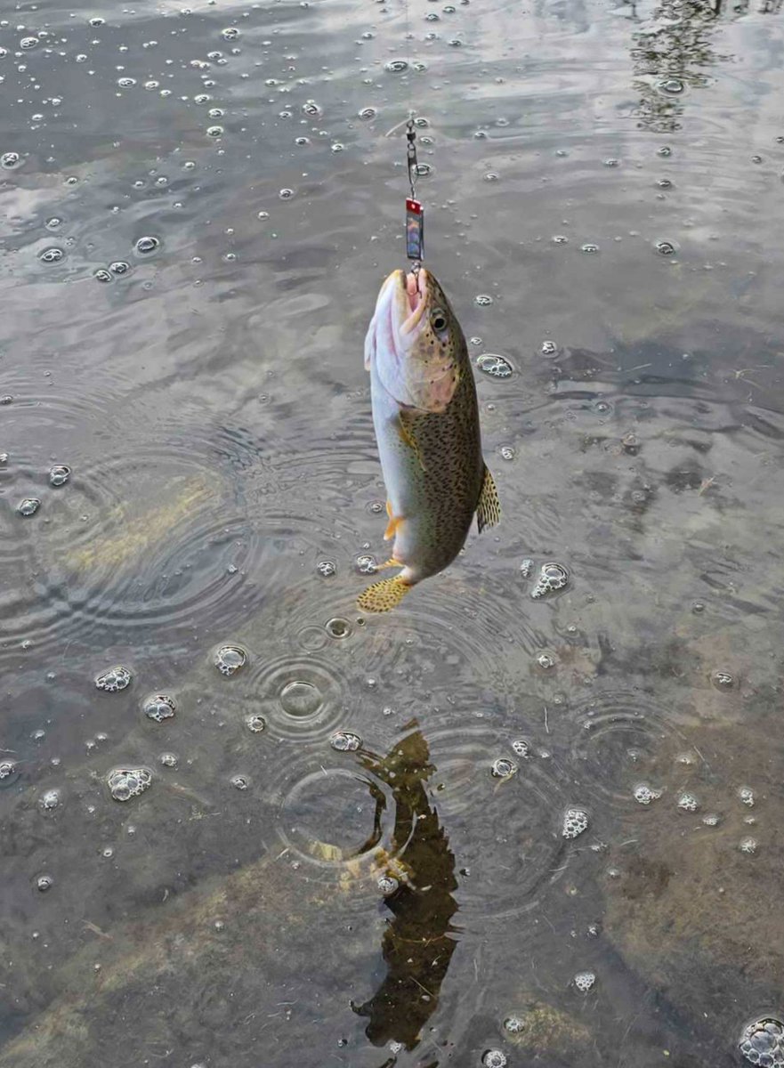 SmugAlana's tweet photo. smugdad caught a good sized rainbow trout (we let him go, he was happy) https://t.co/4lQu0qllIh