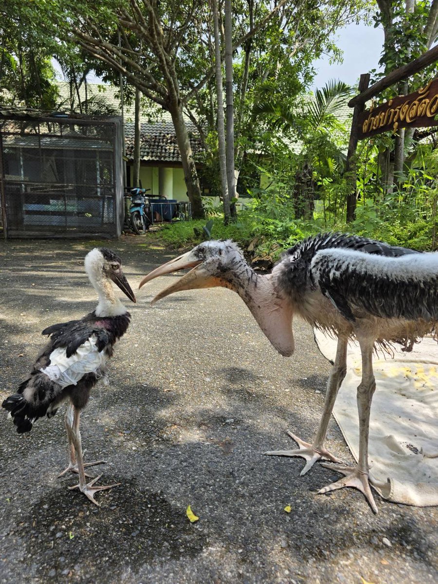 สวนสัตว์เปิดเขาเขียว Khao Kheow Open Zoo tweet media