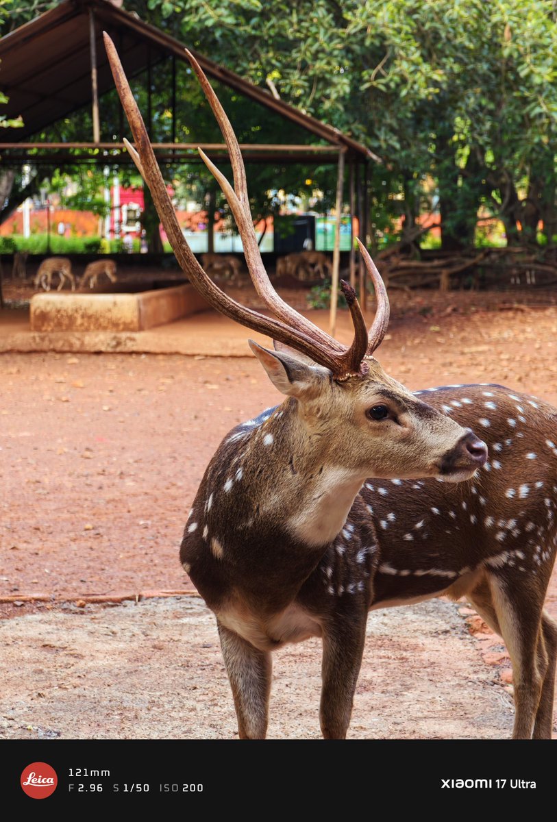 KapsiSaif's tweet photo. Nature’s beauty captured in every detail 🦌✨ The #Xiaomi17Ultra truly brings the wild to life. 📸
@atytse @mathursudhin @s_anuj @gautmeluv @sandeep9sarma @PrateikDas @Huilgol @Ritij @pixelwithme @XiaomiIndia https://t.co/s8tDxip0Rg