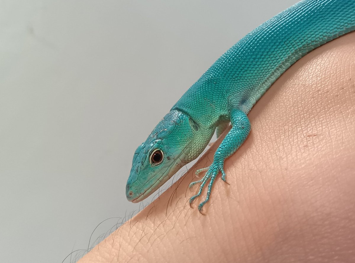 在庫紹介】 #ミドリガストロカナヘビ︰ブルー #ホウセキカナヘビ