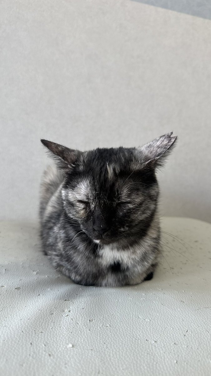保護猫カフェstellata tweet media