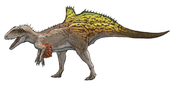 satoshikawasaki's tweet photo. 今日の古生物

コンカベナトル（Concavenator）

白亜紀前期のおよそ１億２５００万年前に
生息した恐竜
腰から後ろの背中のでっぱりは
ディスプレイ説を推しました。
あと
前肢には羽毛が生えていた痕跡があるそうです。 https://t.co/8QOB0ZTk6W