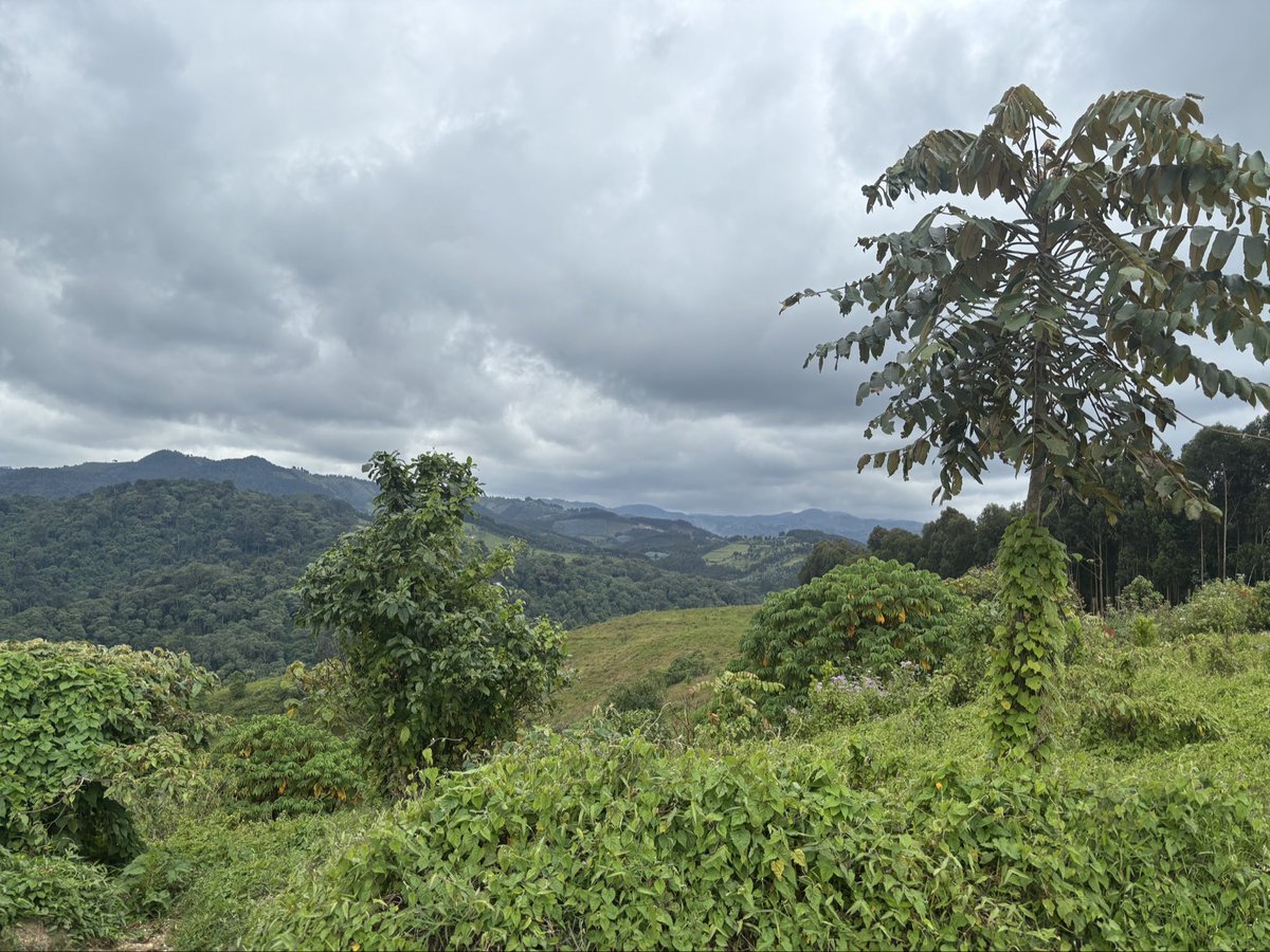ErikSolheim's tweet photo. Amazing restoration of nature in Rwanda 🇷🇼.

It’s hard to believe, but as late as twenty years ago Gishwati Makura National Park was deforested. The forest had been converted into grassland.

Now the Rwandan organization Forest of Hope is setting the area back to its old splendor.

The results are immediate and visible. Chimpanzees have tripled. Birds, snakes and rodents are coming back. The incredible beauty of the green hills of Rwanda meets the eye.

Key to the success,  as everywhere else, is engaging with the local people. When they see the benefits of conservation, they become the first line defenders of the park. The park is a tourist attraction and income is shared. Agroforestry and tree planting create many jobs. Fruit trees bring better nutrition to local farmers diet. 

I am happy to suppport this wonderful work as a board member of Vumbuzi Impact Africa Foundation. Warm thanks for exciting site visit.