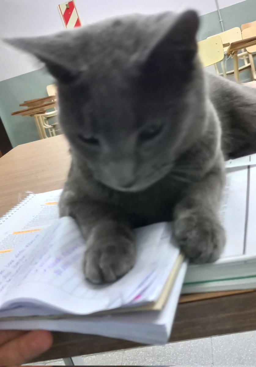 R0LLIE_pollie's tweet photo. #studytwt #studylog
•02•06•26•
Hoy estuve un poco desanimado, aún así, trate de estudiar un poco después de clases.
También tuve la suerte de encontrarme con la profe ceniza en los pasillos ᐠ( ᐛ )ᐟ! Despejo todas mis dudas y corrigió mis resúmenes. https://t.co/1niXBu1ue3