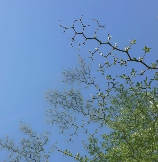 Ajayfizzy's tweet photo. Finally found a chemistree https://t.co/1Zz1kqB7i1