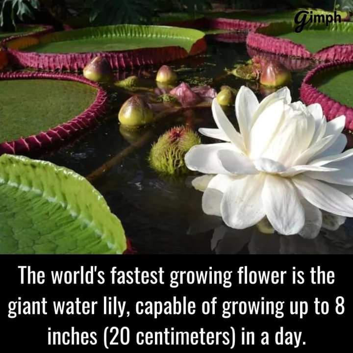 AmazingNature00's tweet photo. Amazing Nature https://t.co/Uwik0QtSId
