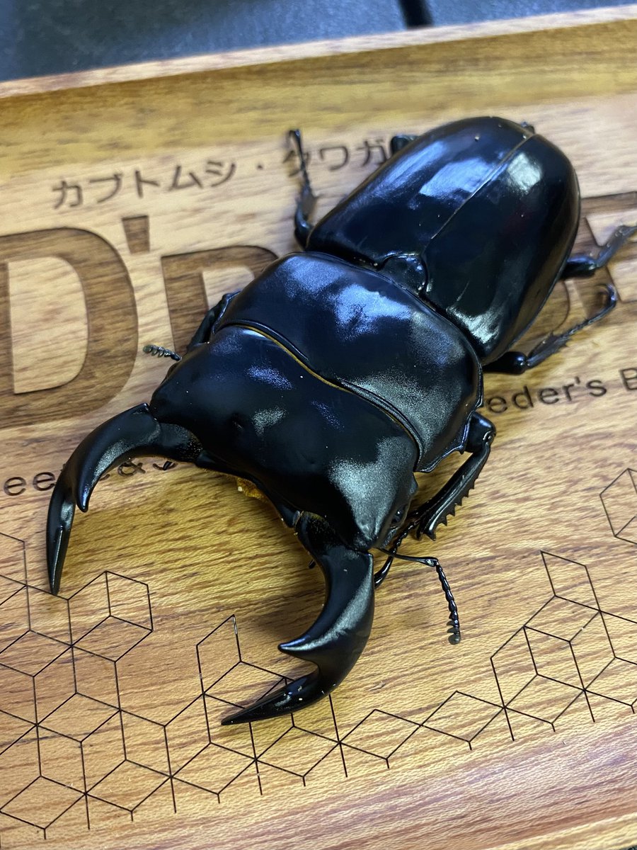 新着生体🆕 ・ラテラリスノコギリ亜種バヤニーWF1 ペア