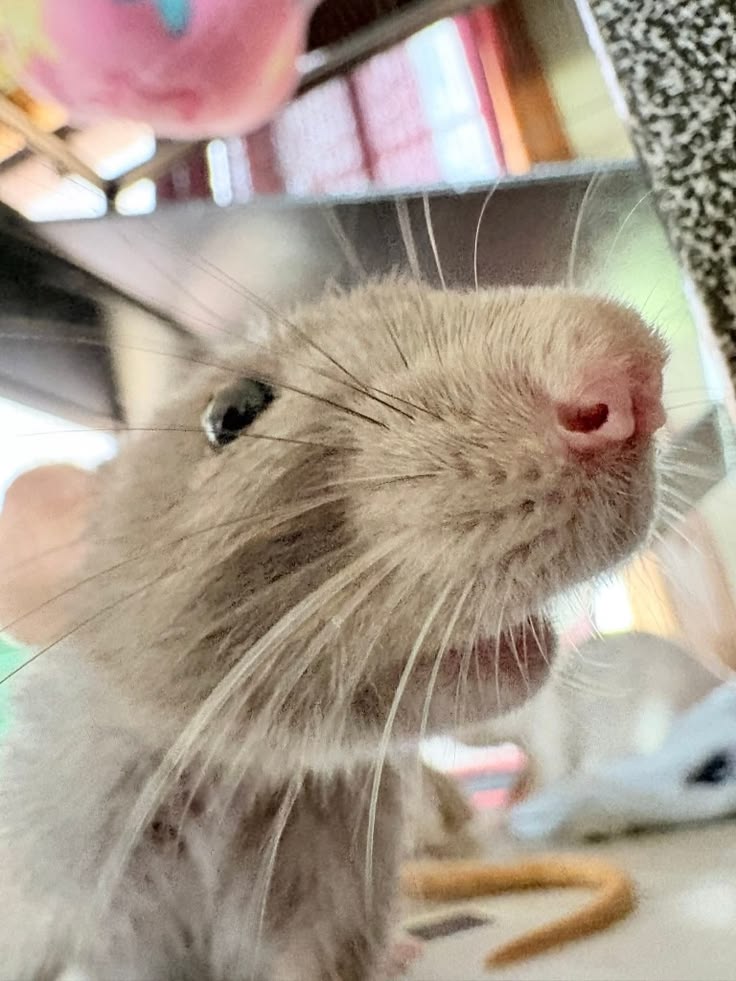 Rat tweet media