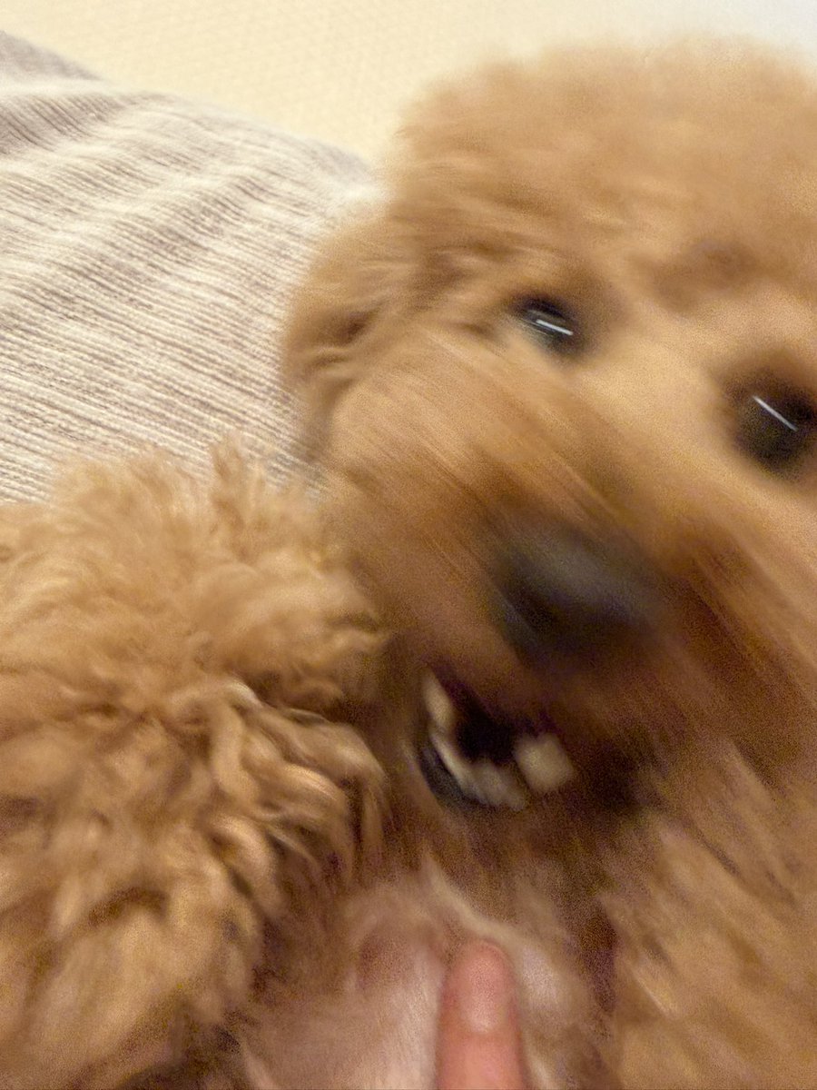 merToyPoodle's tweet photo. ご無沙汰してましたが、
ワタシは元気です🐶 https://t.co/QSYCdftOC9