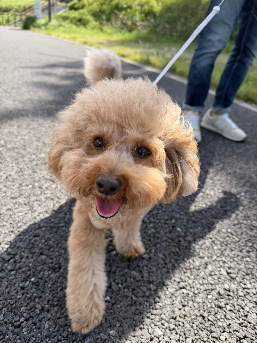 merToyPoodle's tweet photo. ご無沙汰してましたが、
ワタシは元気です🐶 https://t.co/QSYCdftOC9