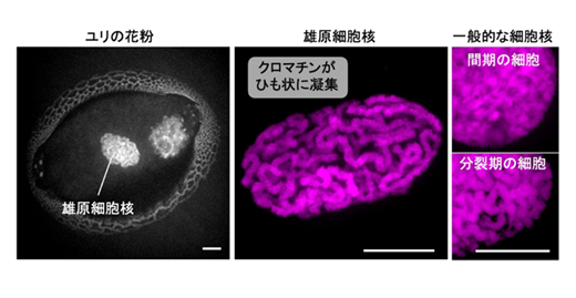 JST_info's tweet photo. 〈プレスリリース〉花粉はなぜ速やかに活動を再開できるのか～“待機”状態にある細胞核の特徴とその再始動の仕組みを解明～
https://t.co/Gjm9uvuk4J
本成果は、花粉の生存性や発芽の仕組みに関する基盤的理解を深めるものです。
#JST #科学技術振興機構 #ACT_X https://t.co/1mODbDNtjr