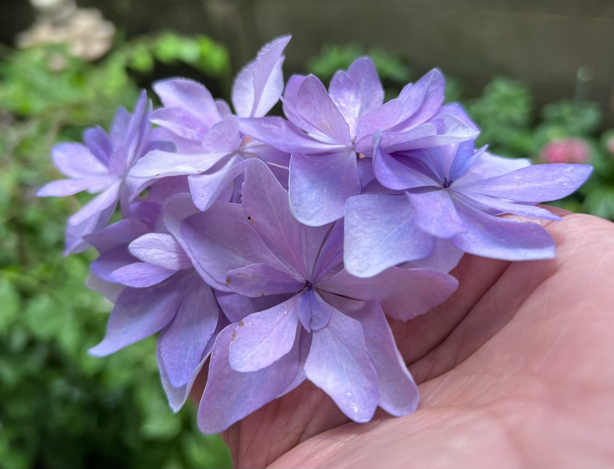 TECHNOuchi's tweet photo. 額紫陽花は、中央に「両性花」と呼ばれる小さな花が密集し、その周りを大きな「装飾花」が額縁のように囲む姿をしてるんだけど、雨風でその「装飾花（ガク）」が落ちてしまってたので集めた。これだけでも美しいんですよね。

オマケ（ベランダの現状動画） https://t.co/B2BHTSbnWh
