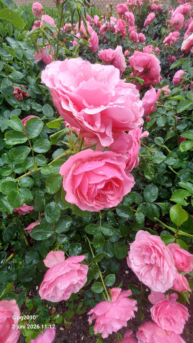 pieterman2010's tweet photo. Rain and roses
#roses #rozen #nature https://t.co/t7ZhQDbgr7