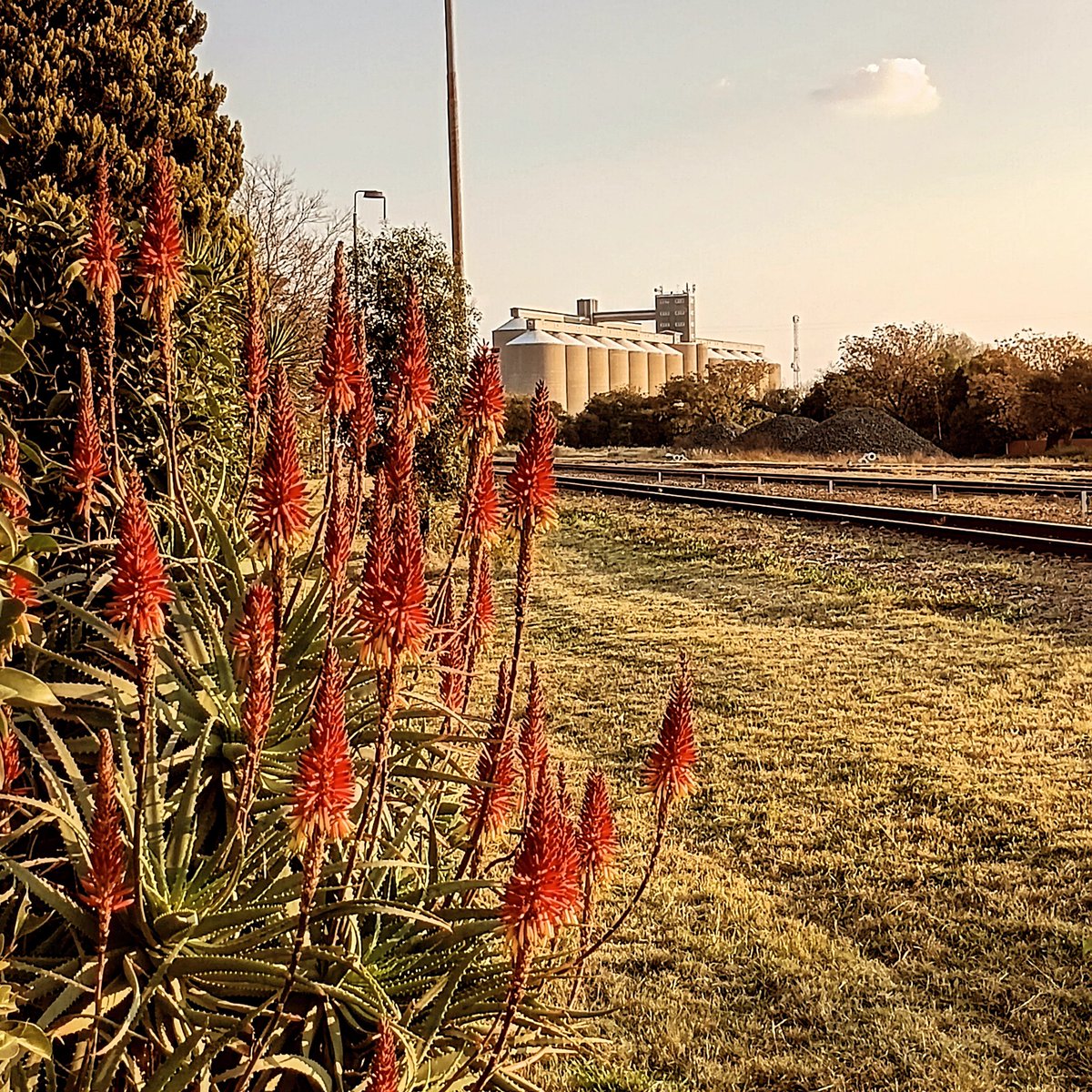 KameelHuise's tweet photo. Good morning X-villers 
Aloes, Railway line and Silos 

#Kameelhuistussenspore #Aloes #Railwayline #Silos #KameelZA https://t.co/fACGzXBRPE