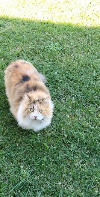 SerkanTheWriter's tweet photo. Please pray for me and my cats! Something awful has happened to Supernova and she has likely been STOLEN! She has been missing since 6pm Monday, June 1. 

Keep an eye out anywhere across Sydney! She has gone missing from the Concord/Burwood/Strathfield area of inner west Sydney https://t.co/RstNVdQkap