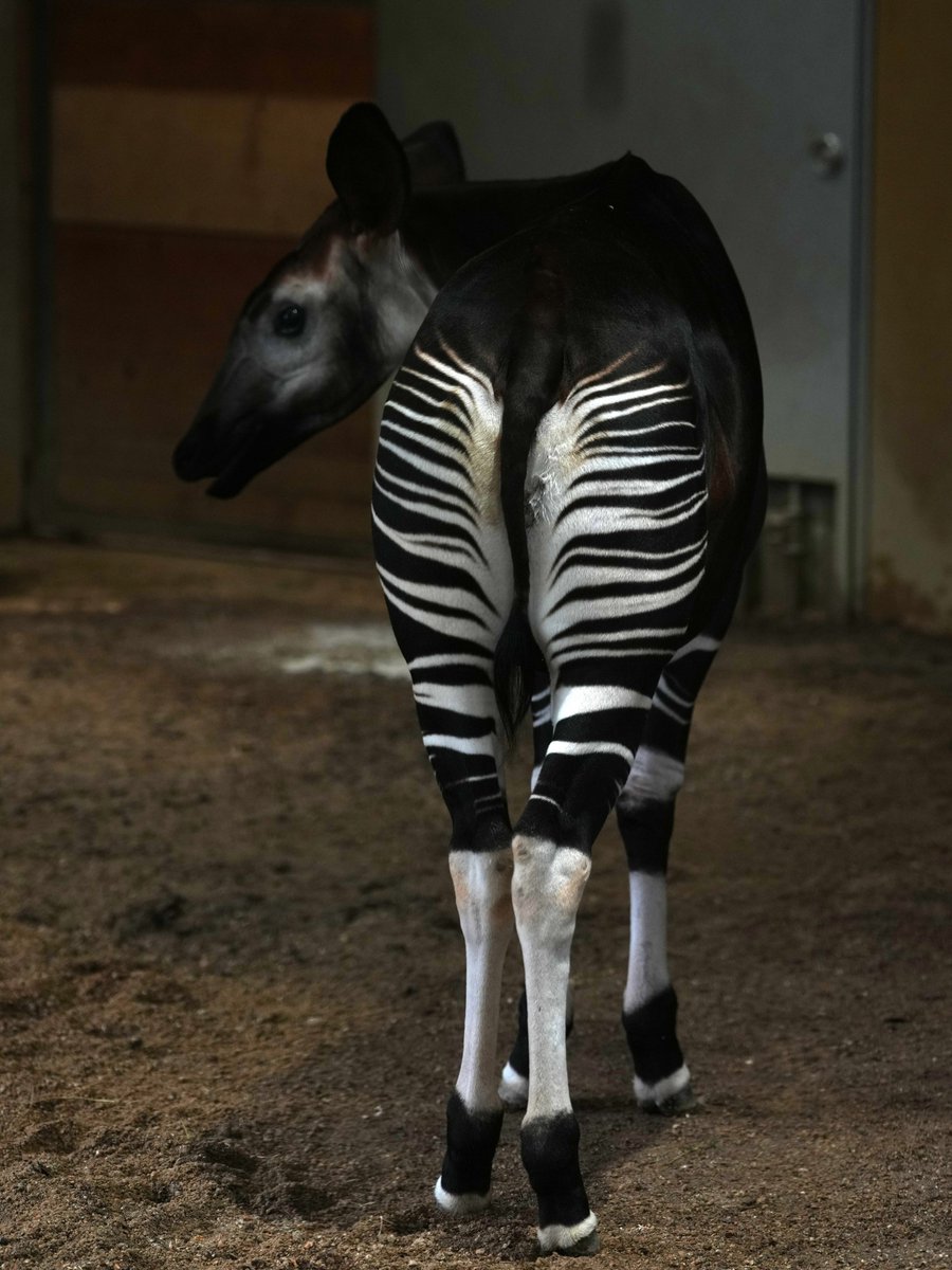 zooman_koichi's tweet photo. 在部屋勤務
とりあえず台風の難から脱したのかな?
#オカピ #ズーラシア #okapi #ZOORASIA https://t.co/hwy7fDTIpV