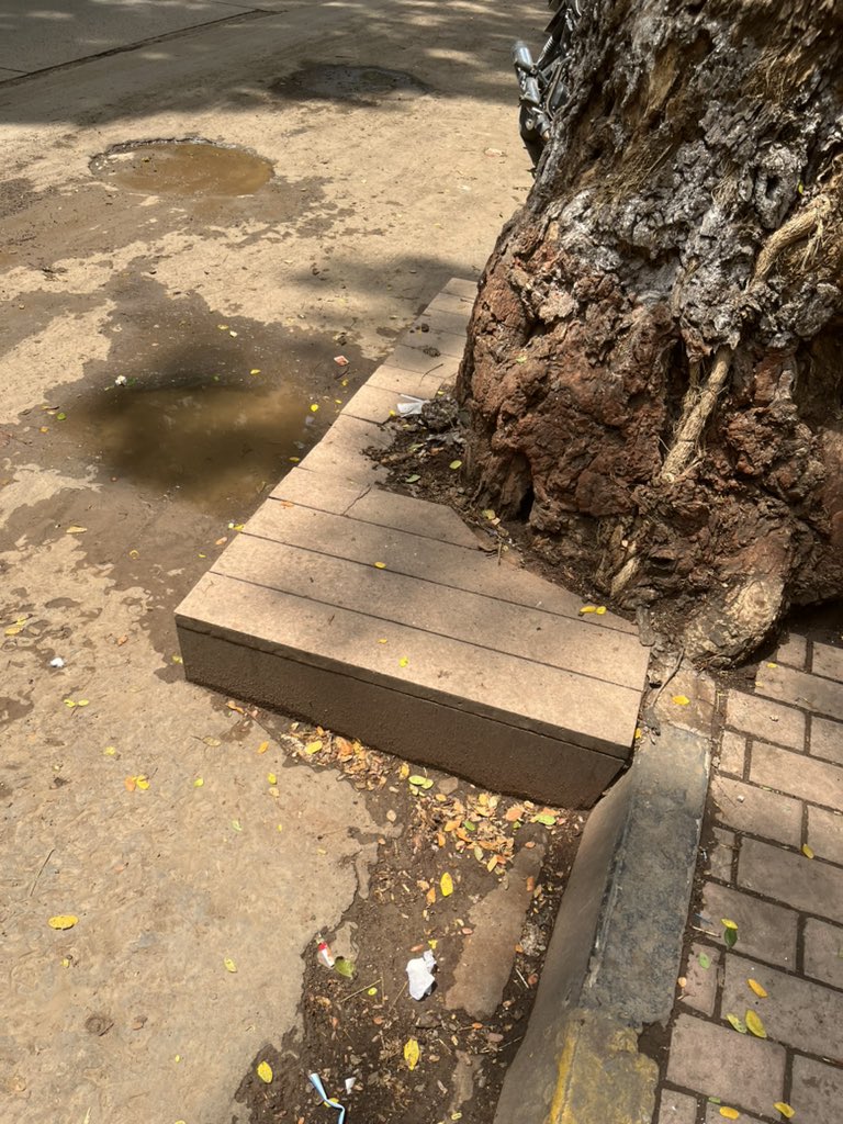 maneesh_bhatia's tweet photo. @mybmcWardL @AshwiniBhide @Dev_Fadnavis Base of all well grown  trees are covered with concrete which may cause huge well grown trees to die eventually pls save these beautiful well trees Location - Nahar Amrit Shakti lane , just outside Nahar Amaryllis building till end of road https://t.co/C9mdChLQ7R