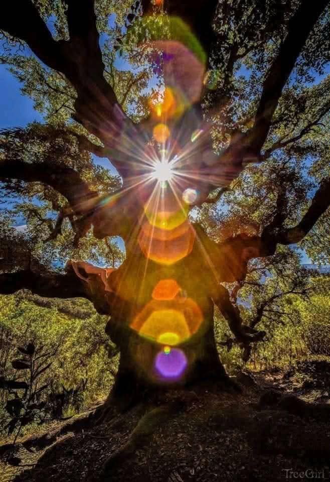 pintor_alaniz's tweet photo. #BuenosDias

Tal es el misterio de la vida, que sólo aquel que lo comprenda cómo un árbol en el momento presente, la belleza del sendero y esa única alegría al agradecer, será cobijado en una paz de silencio confortable.

Alquimista Hapeck Tarotista
#𝕻𝖔𝖊𝖙𝖆𝖘_𝖀𝖗𝖇𝖆𝖓𝖔𝖘 https://t.co/s0v041PI4o