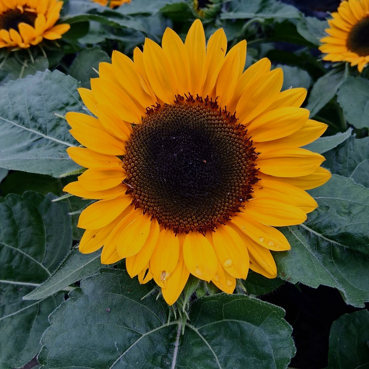 VenusHortus's tweet photo. morning ☀️🌻 https://t.co/Rav83DkwK3