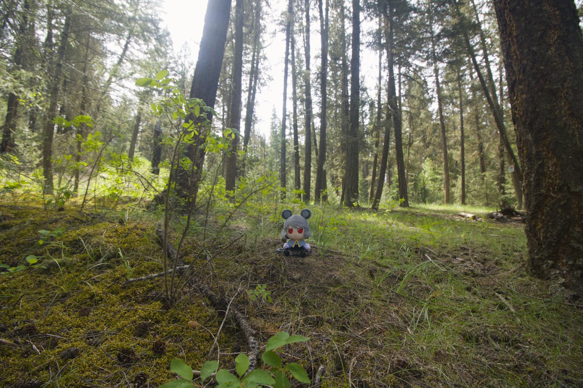 QuivisX's tweet photo. Hiking with Nazrin 🐁 https://t.co/ygnFqTvmuX