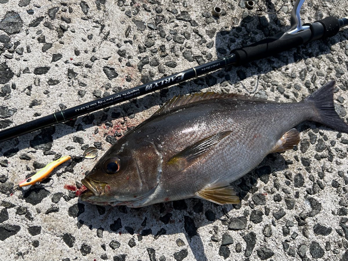 4495BM34's tweet photo. キジハタとイサキ🎣 https://t.co/TAPtJMDFxl