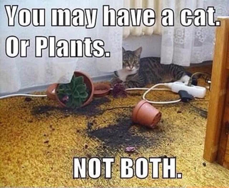 LadySayFuckALot's tweet photo. #DailyFunnies https://t.co/d3pYKC6oe2