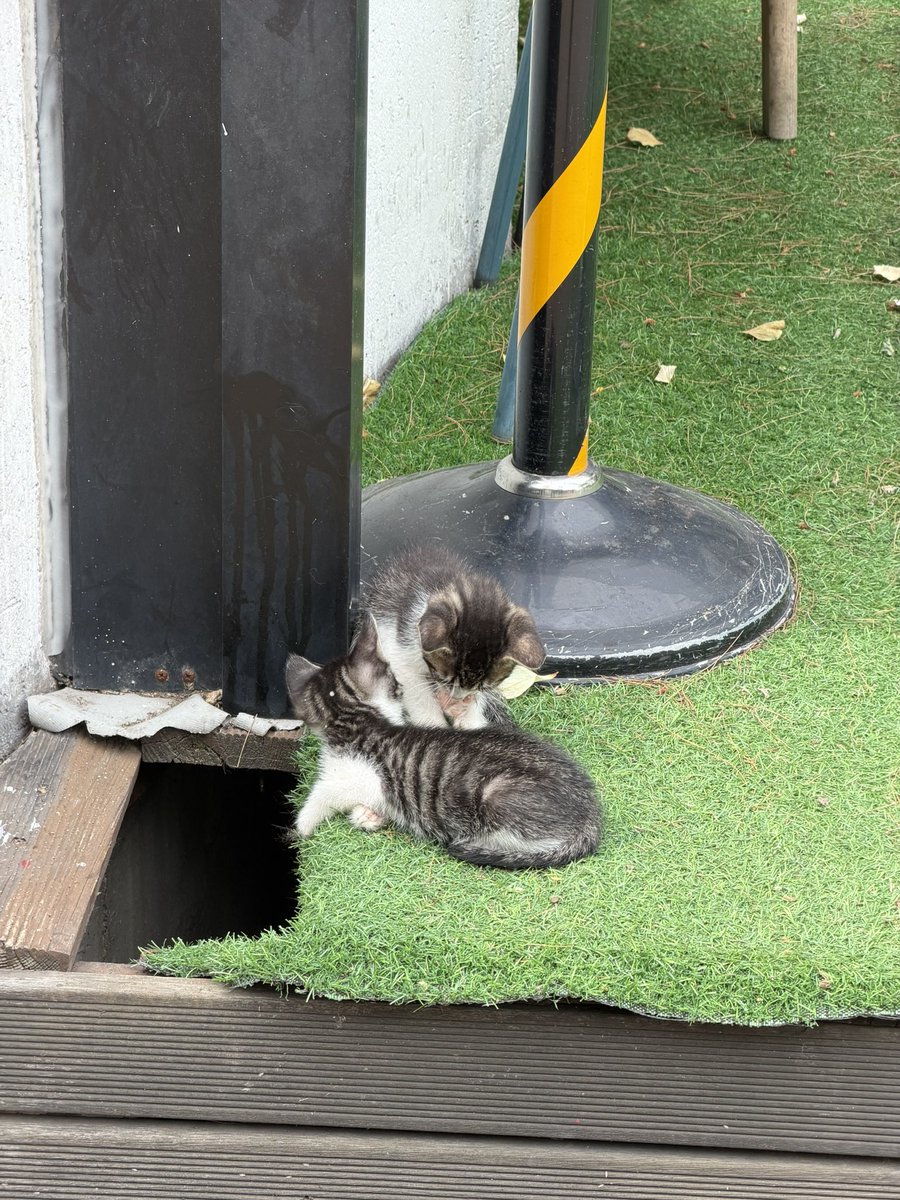 mylanders2's tweet photo. 문학에 새끼냥이 . . 😻😻 https://t.co/uKUetv7haU