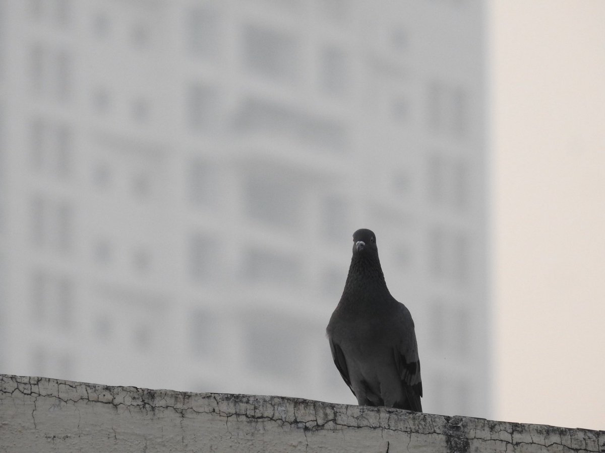 itsslickclicks's tweet photo. A friendly visitor. Always curious and very photogenic. https://t.co/T6LOuKGozZ