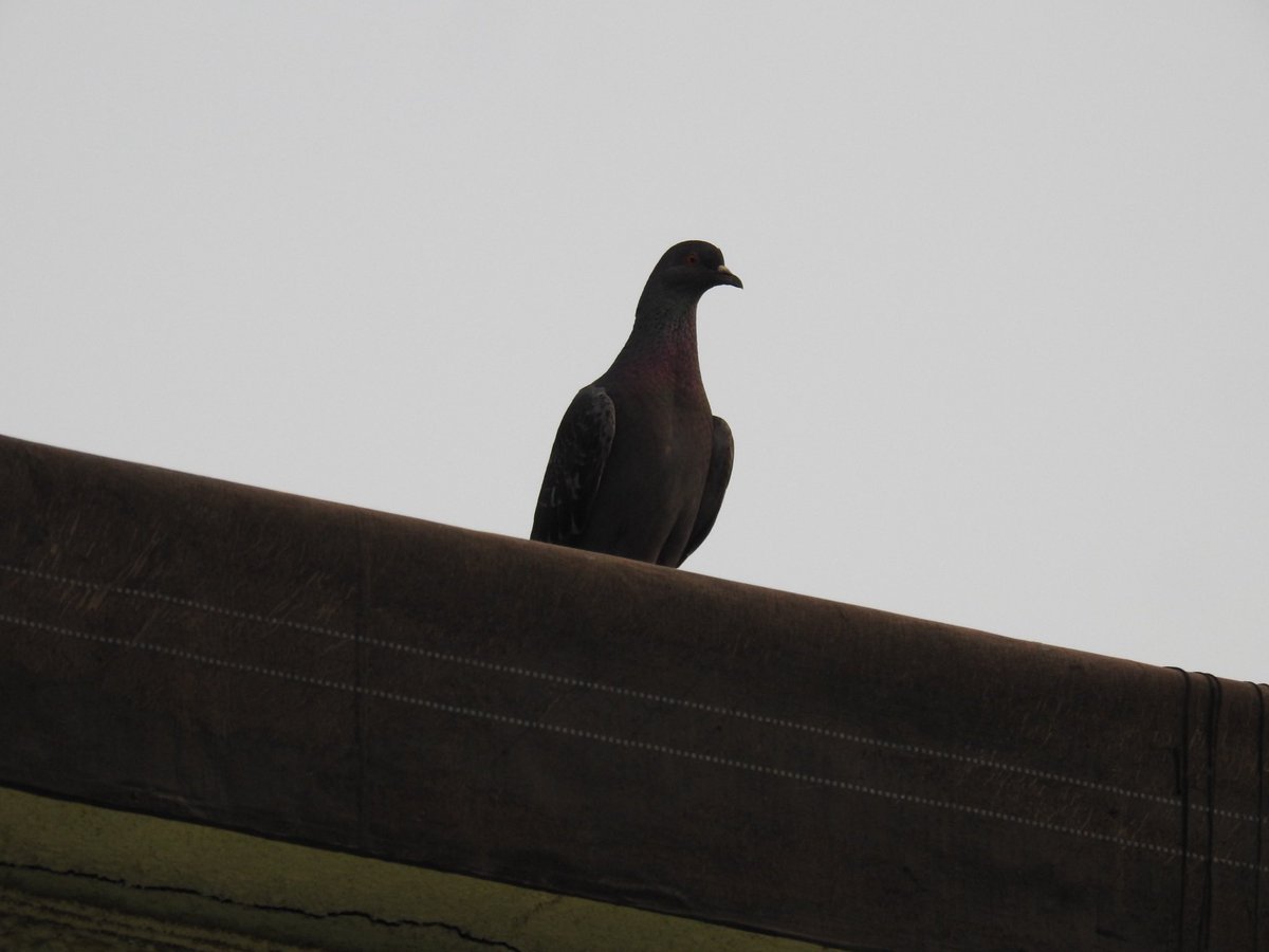 itsslickclicks's tweet photo. A friendly visitor. Always curious and very photogenic. https://t.co/T6LOuKGozZ