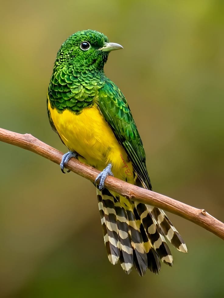 EarthhExplorer's tweet photo. Looking at beautiful birds soothes the eyes, heart, and mind.

I want people to feel good and happy when they see my post.
Have a nice day https://t.co/6xmFWiZBCF