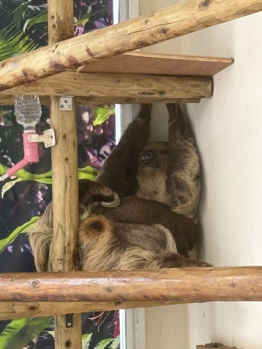 neopark754's tweet photo. ばんざーい！にみえる「しらす」（さと）

#ネオパーク　#フタユビナマケモノ https://t.co/JcLQWe5QoZ