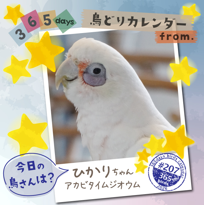 CAP_staff's tweet photo. #今日の鳥さん は?
#鳥どりカレンダー で掲載の鳥さんを毎日ご紹介

2027年版はただいま製作中！
進捗状況はコチラでご確認下さい!
https://t.co/zREU1WSRck

#鳥どりカレンダー2026
#365days鳥どりカレンダー
#インコ
#オウム
#鳥好きとつながりたい https://t.co/Ija8ahEcOI