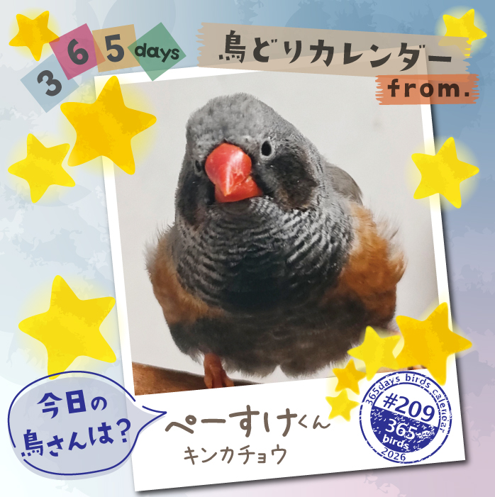 CAP_staff's tweet photo. #今日の鳥さん は?
#鳥どりカレンダー で掲載の鳥さんを毎日ご紹介

2027年版はただいま製作中！
進捗状況はコチラでご確認下さい!
https://t.co/zREU1WTp1S

#鳥どりカレンダー2026
#365days鳥どりカレンダー
#インコ
#オウム
#鳥好きとつながりたい https://t.co/0ODjlihQWs
