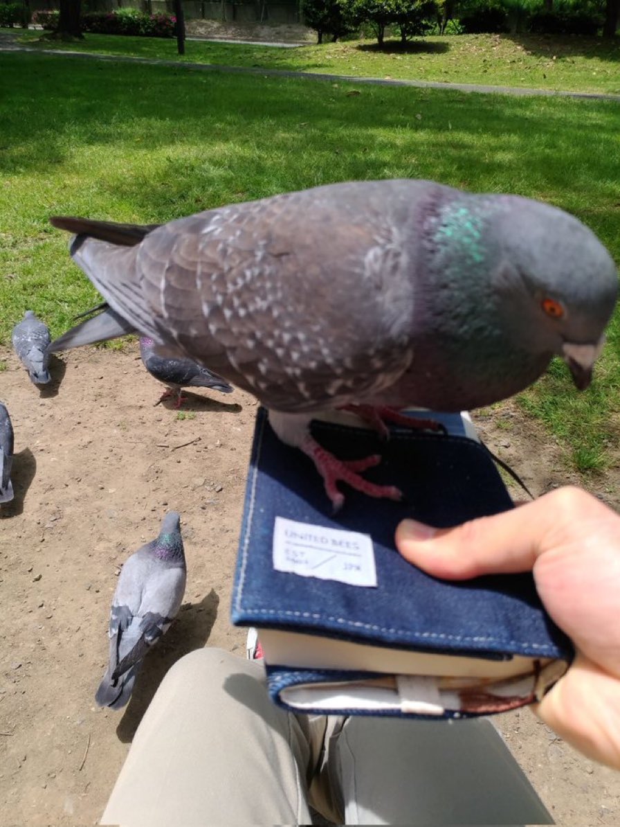 🐦MOTOⱯMⱯTXO🐦 tweet media