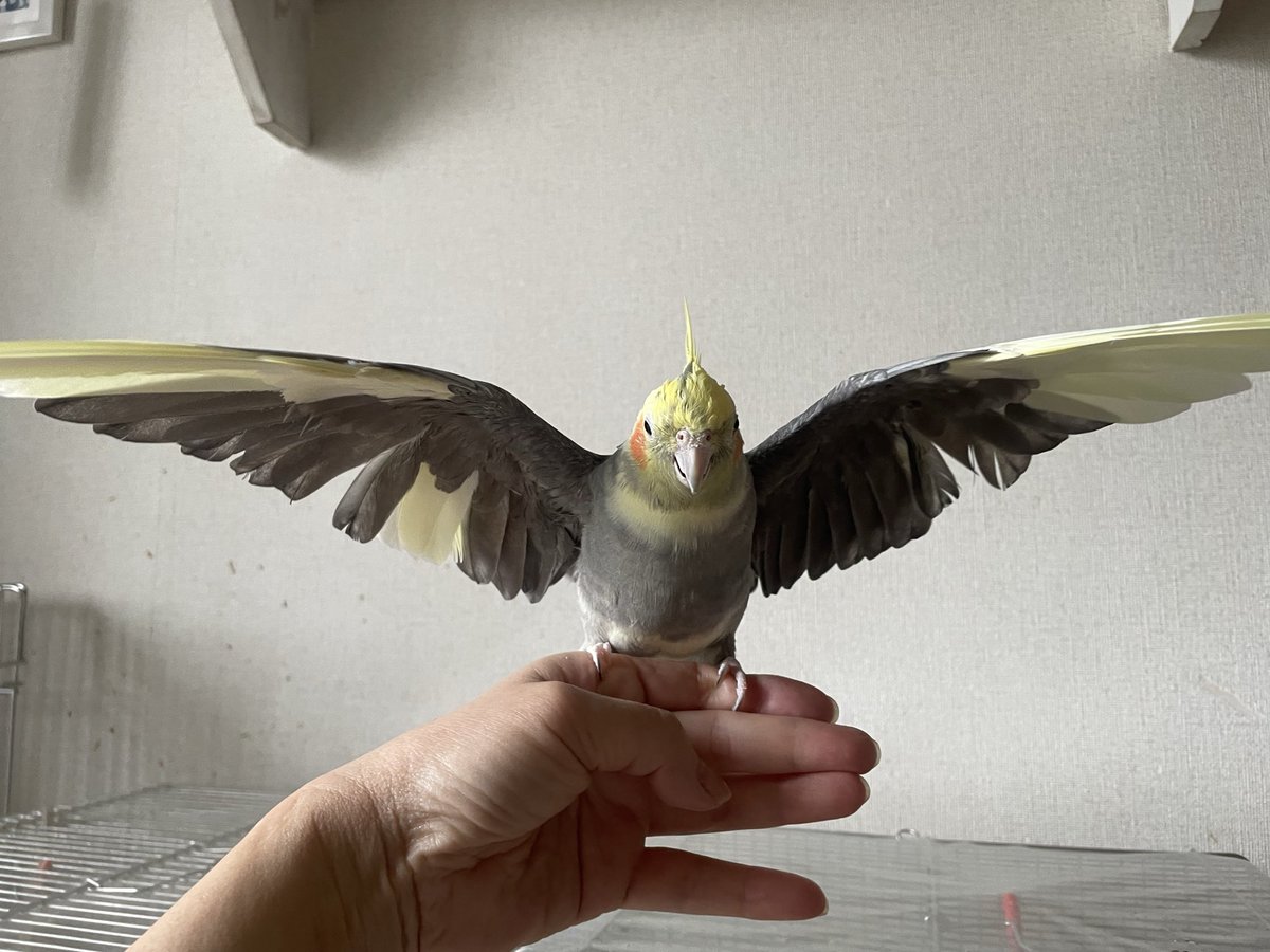 【 Okameinko まるちゃん 様 】 うちの老鳥パールパイド♂のオカメインコ 今日で20歳になりました