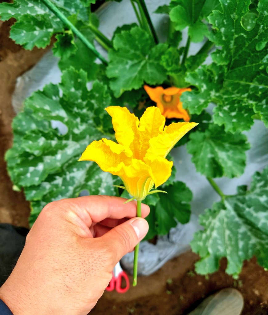 moca_vicky's tweet photo. やっとズッキーニの雌花と雄花が揃いました🌼*･
人工授精😘
#家庭菜園 #世田谷 #ファミリー農園  #ズッキーニ https://t.co/a0ub58F4Fh