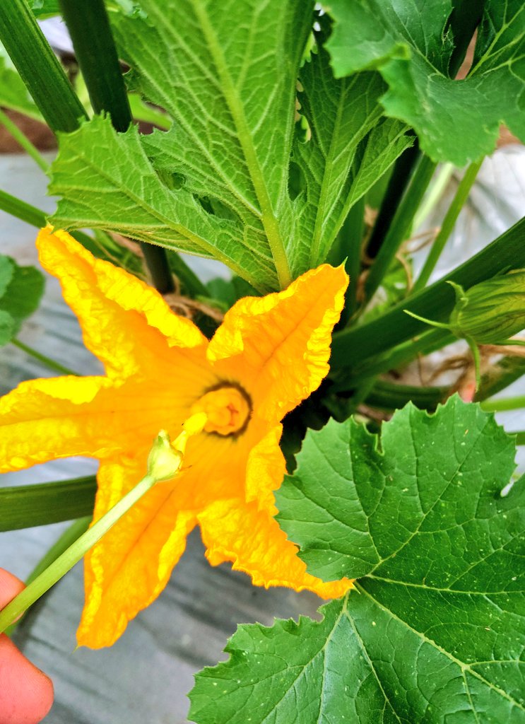 moca_vicky's tweet photo. やっとズッキーニの雌花と雄花が揃いました🌼*･
人工授精😘
#家庭菜園 #世田谷 #ファミリー農園  #ズッキーニ https://t.co/a0ub58F4Fh